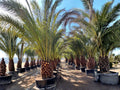 Canary Date Palm Tree Seeds | Phoenix canariensis | Tropical Palm with Feathery Fronds & Thick Trunk