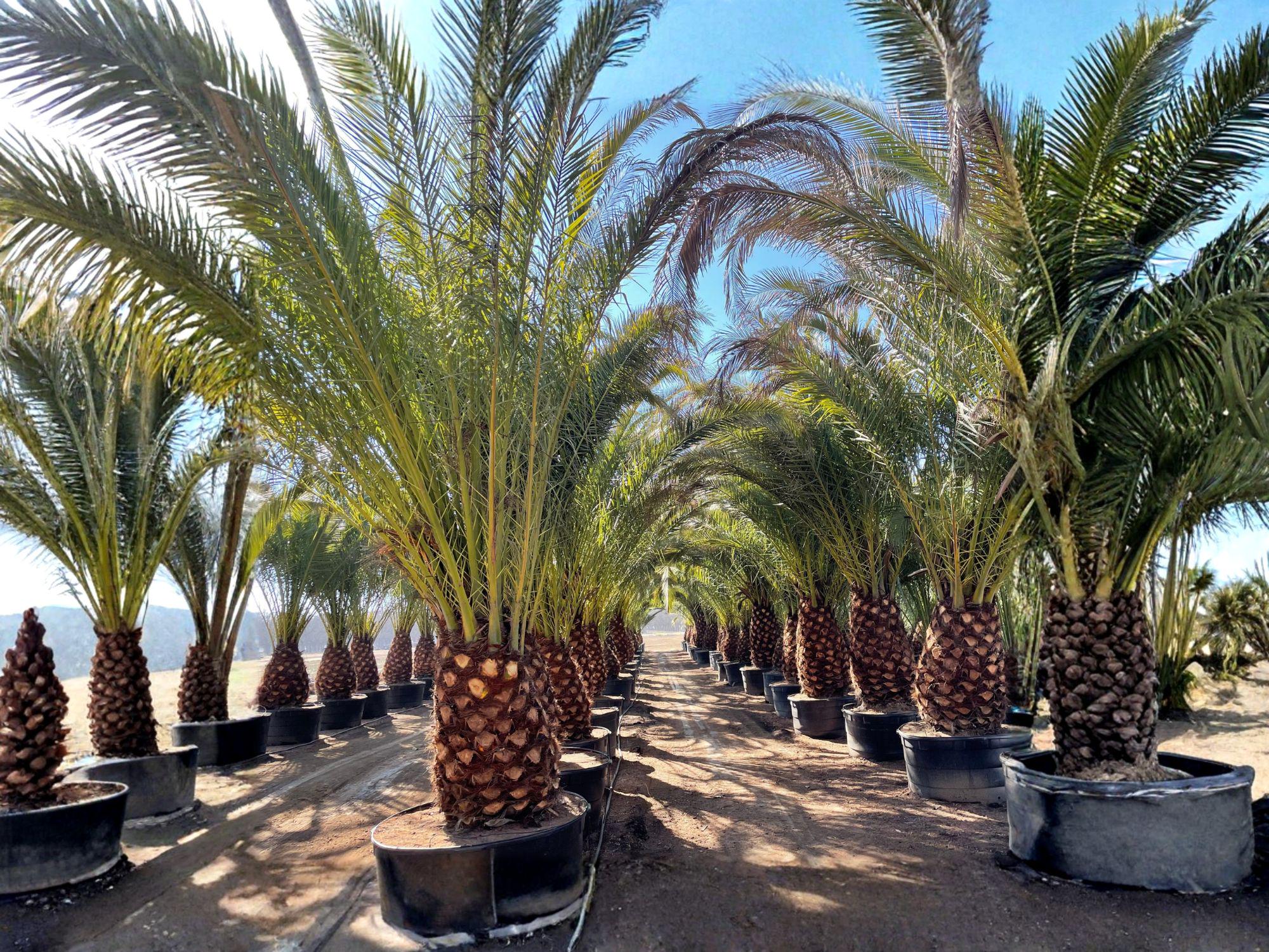 Canary Date Palm Tree Seeds | Phoenix canariensis | Tropical Palm with Feathery Fronds & Thick Trunk