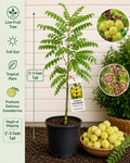 Otaheite Gooseberry Live Fruit Tree – Phyllanthus acidus – Tropical Edible Ornamental Plant, 2–3 Feet Tall