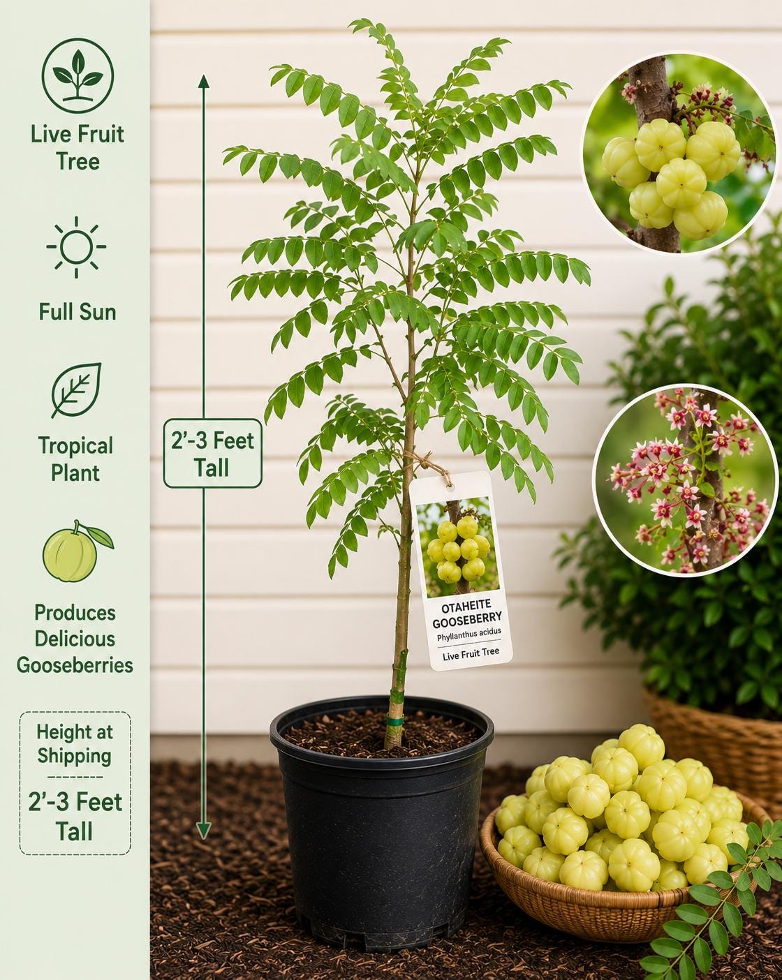 Otaheite Gooseberry Live Fruit Tree – Phyllanthus acidus – Tropical Edible Ornamental Plant, 2–3 Feet Tall