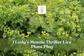 Lady’s Mantle Live Plant Plug - Alchemilla Mollis ‘Thriller’ Perennial for Garden Borders, Cottage Gardens, Ground Cover