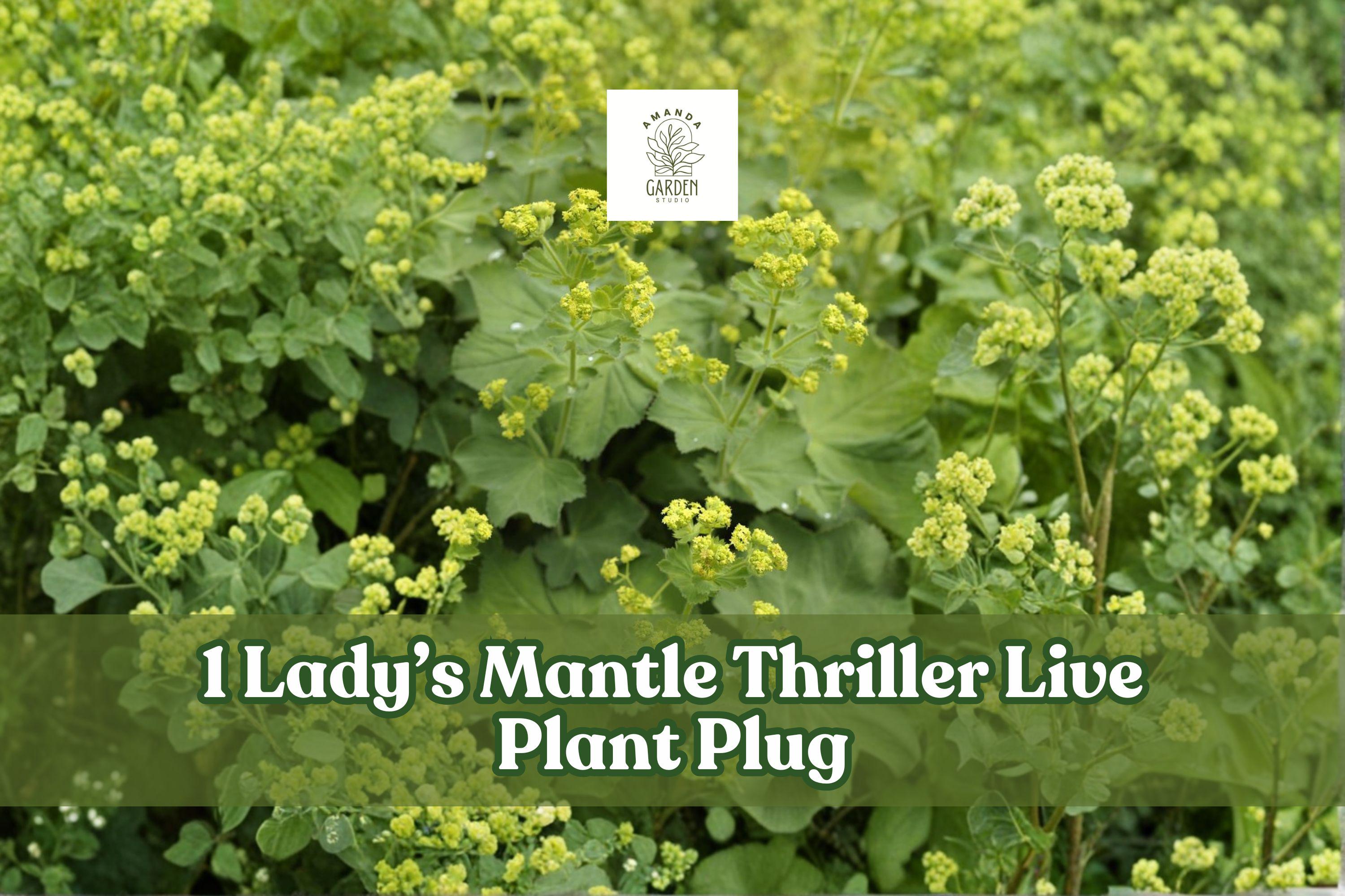 Lady’s Mantle Live Plant Plug - Alchemilla Mollis ‘Thriller’ Perennial for Garden Borders, Cottage Gardens, Ground Cover