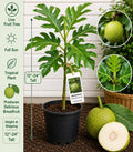 Live Breadfruit Tree, 12-24 Inches, Artocarpus camansi, Tropical Fruit Tree for Edible Landscapes & Orchards