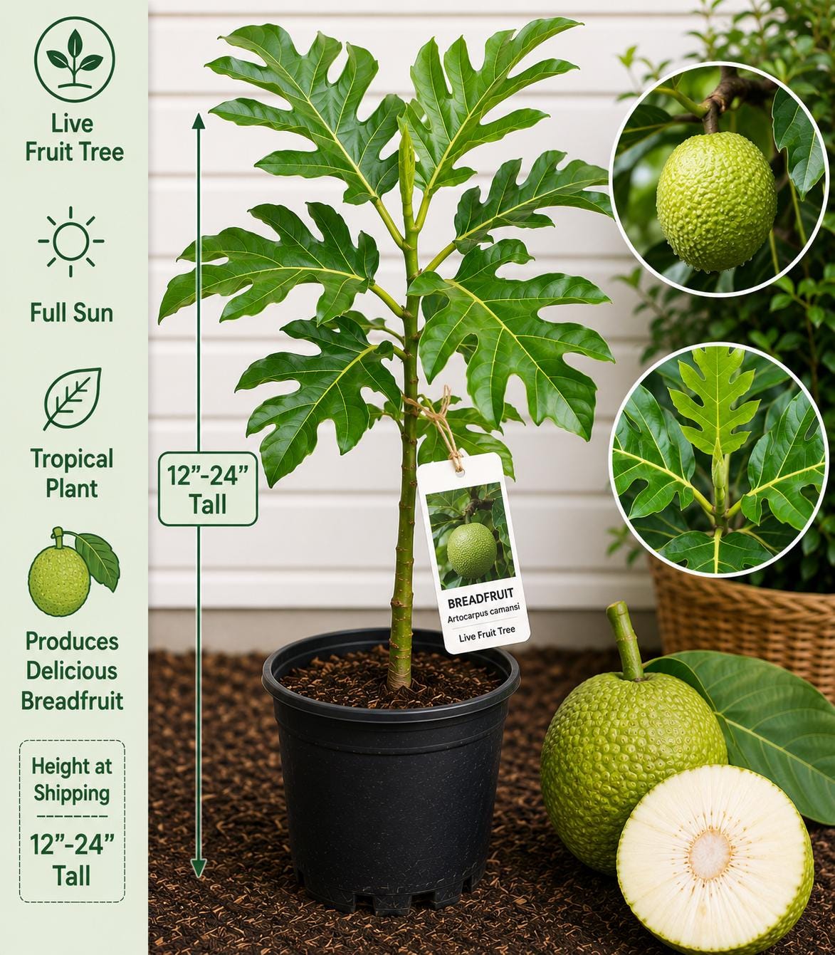 Live Breadfruit Tree, 12-24 Inches, Artocarpus camansi, Tropical Fruit Tree for Edible Landscapes & Orchards