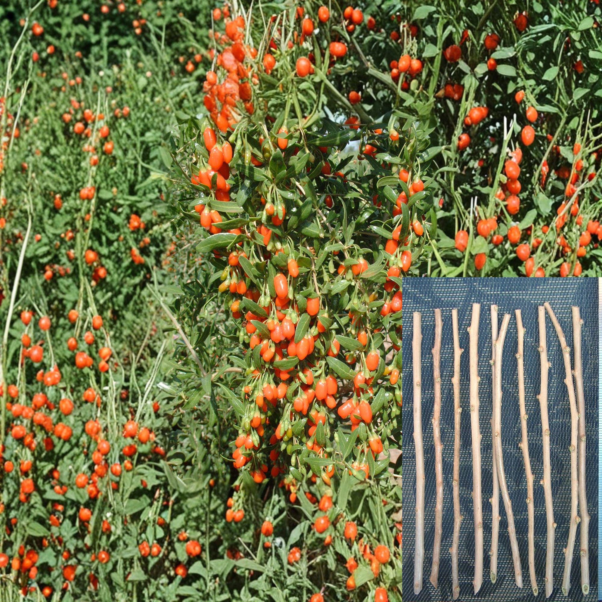 Goji Berry Cuttings – Lycium barbarum – Fruit Shrub, Unrooted, 10 Pack