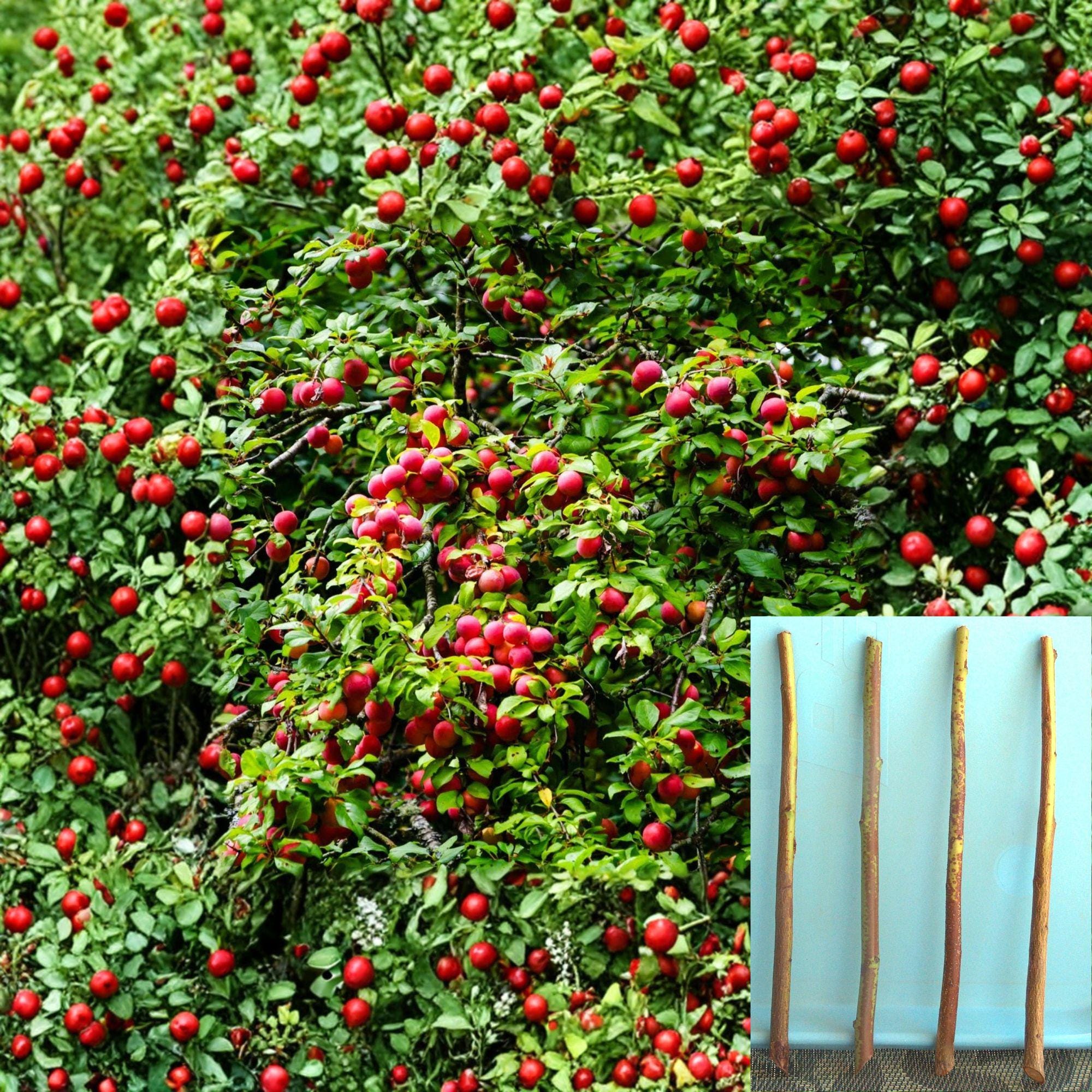 Plum Semi Dwarf Rootstock Cuttings – Prunus domestica – Unrooted Fruit Tree Propagation Material