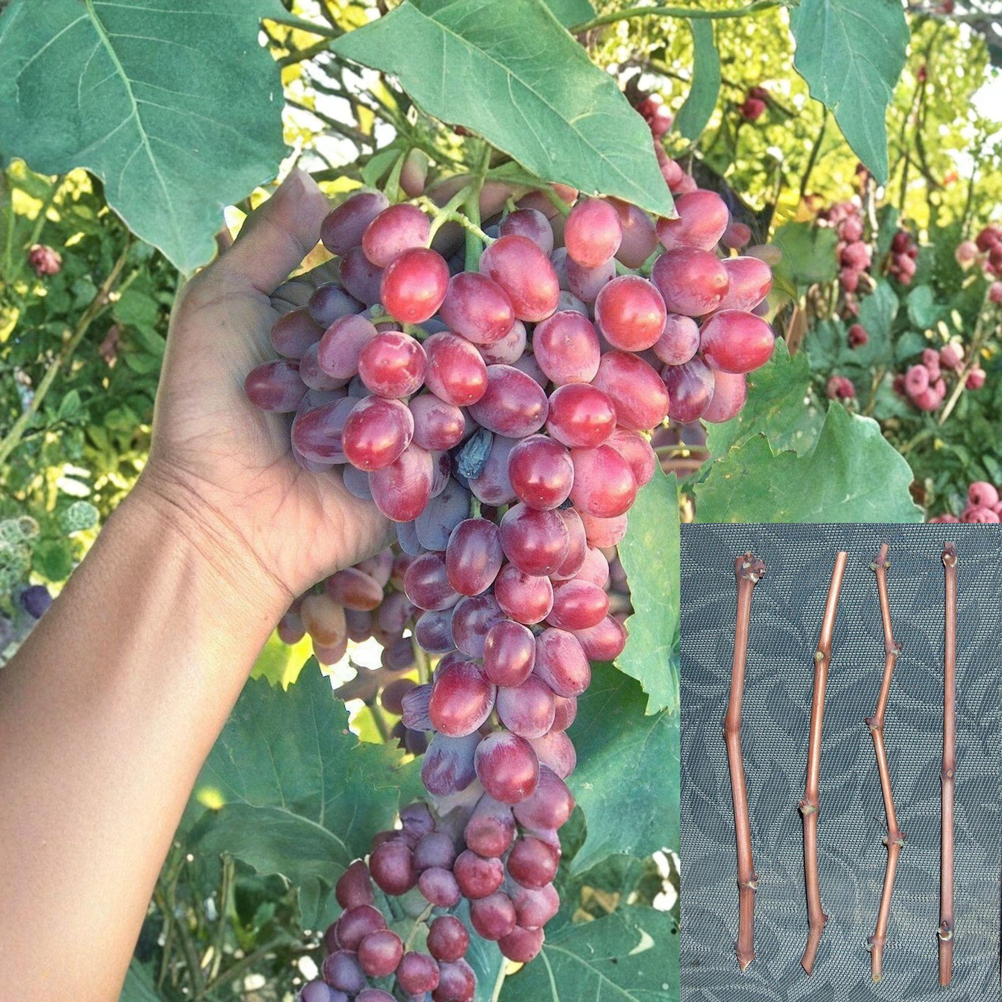 Crimson Grape Vine Cuttings – Vitis vinifera – Unrooted Table Grape Propagation, Red Seedless Fruit