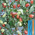 Lang Jujube Cuttings – Unrooted Ziziphus jujuba Grafting Stock for Fruit Tree Variety Change