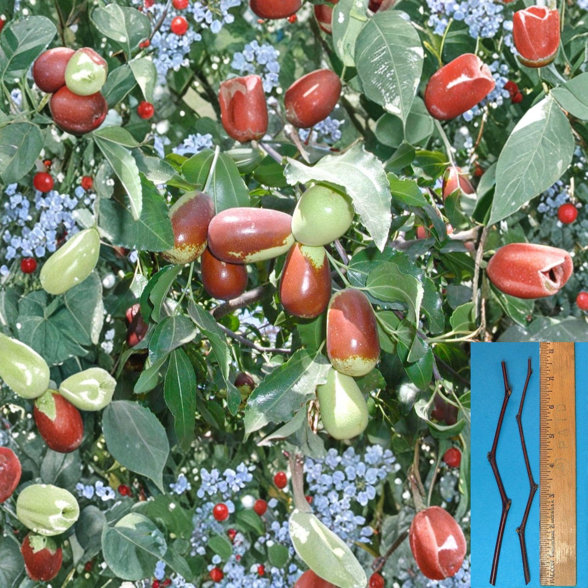 Lang Jujube Cuttings – Unrooted Ziziphus jujuba Grafting Stock for Fruit Tree Variety Change