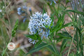 Eastern Bluestar Seeds | Amsonia tabernaemontana | Blue Star Flower | Perennial Wildflower for Pollinator Gardens