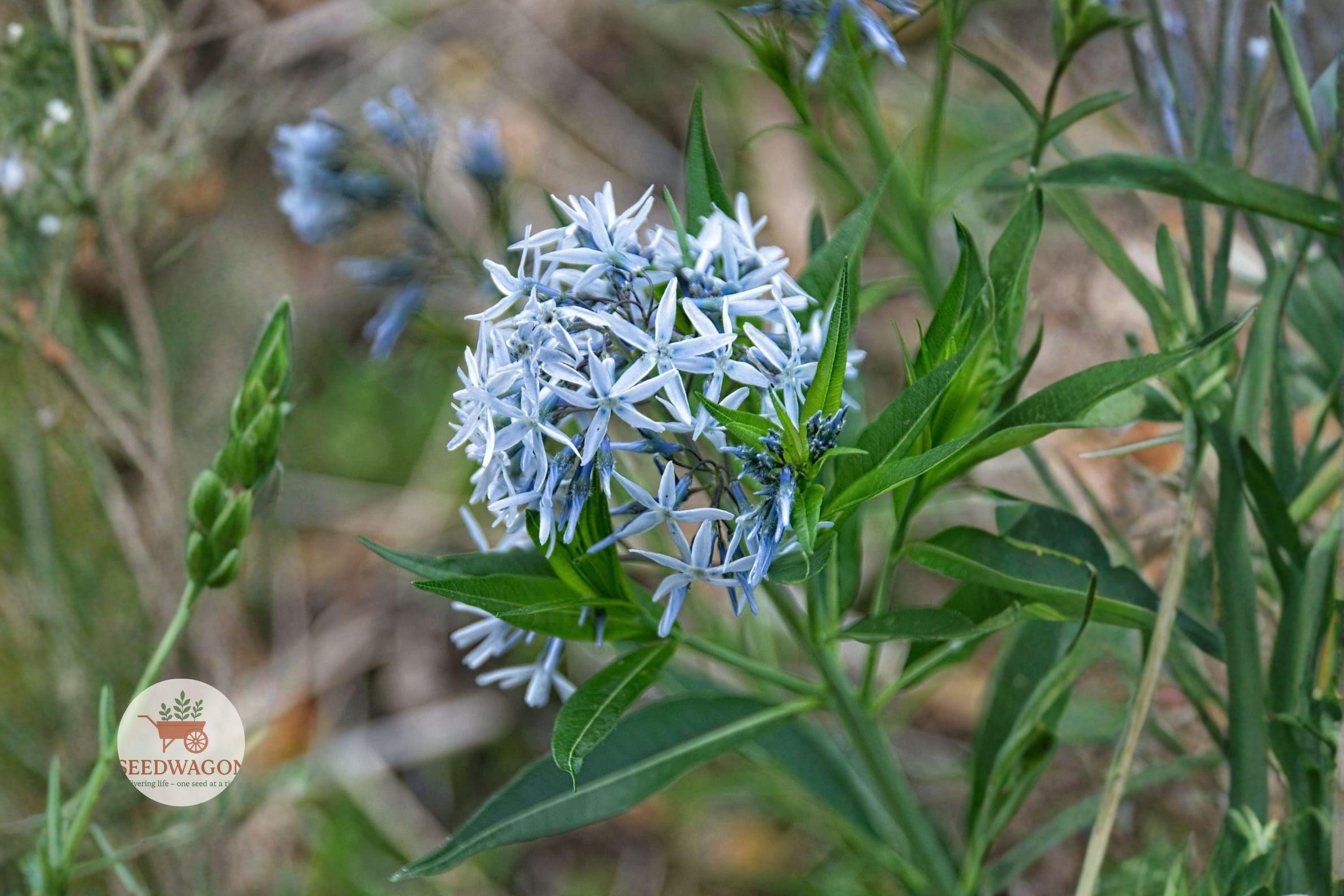Eastern Bluestar Seeds | Amsonia tabernaemontana | Blue Star Flower | Perennial Wildflower for Pollinator Gardens