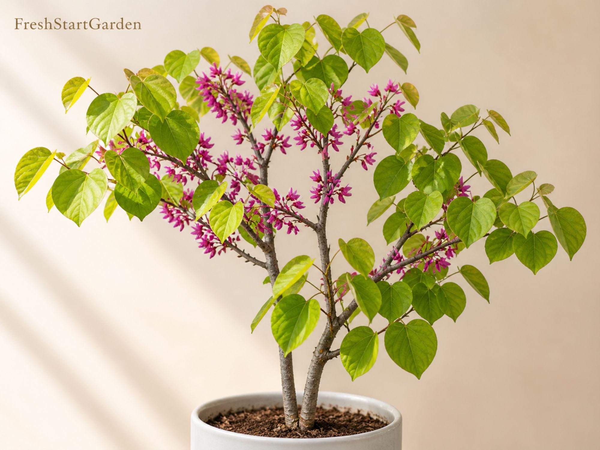 Eastern Redbud Bare Root Tree 12-24in Cercis canadensis Flowering Ornamental Tree for Garden