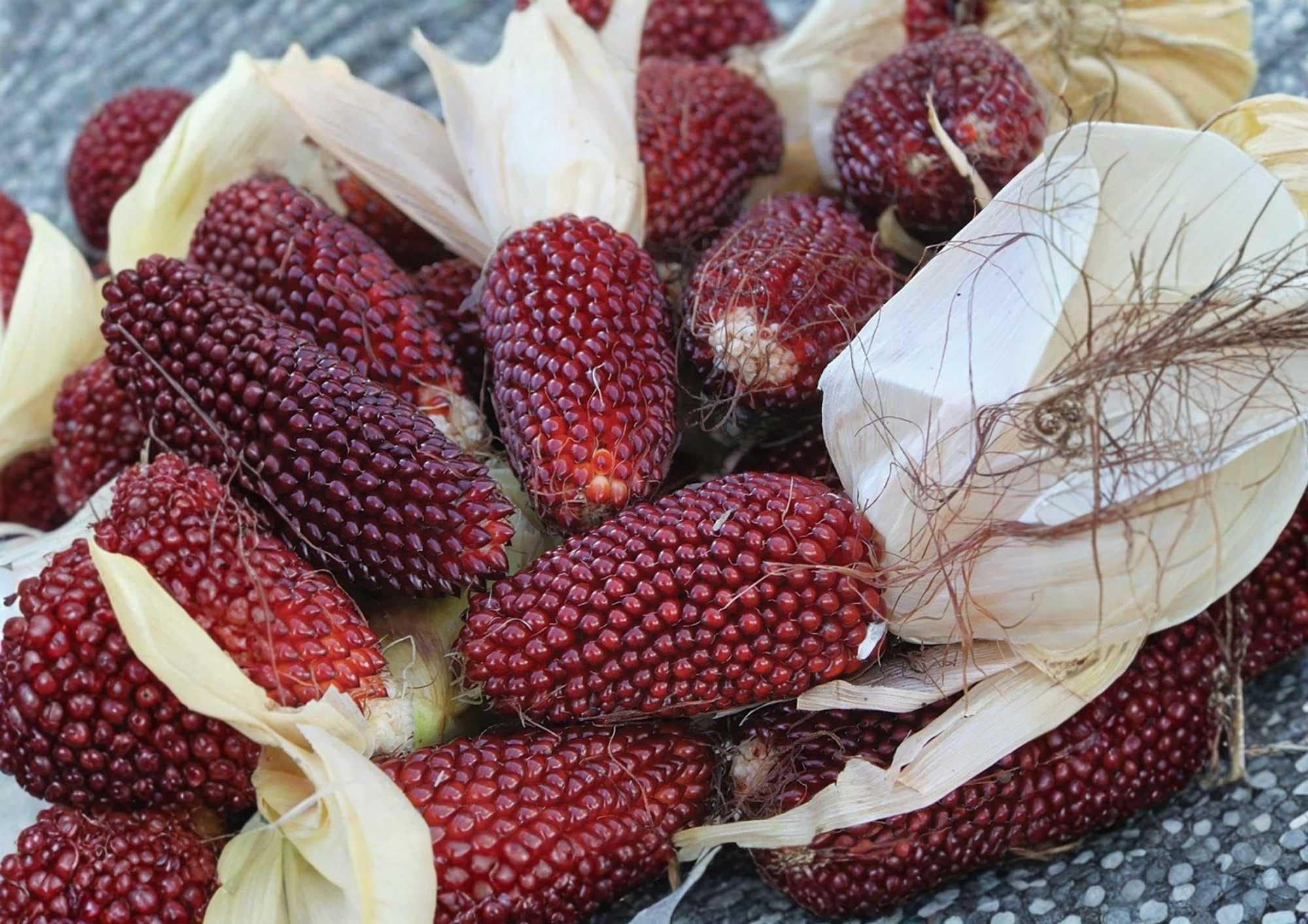 60+ Strawberry Ruby Corn Seeds - Heirloom Organic Popping & Ornamental Corn, Red Mini Ears, Garden Planting, Heritage Variety