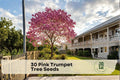 Pink Trumpet Tree Seeds - Grow Your Own Tabebuia rosea Flowering Tree with Pink Blooms, Fast-Growing Ornamental for Tropical Gardens