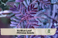 Blue Leaf Mimosa Seeds - Acacia baileyana ‘Purpurea’ - Evergreen Ornamental Tree with Silvery Blue Foliage
