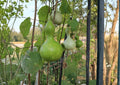 Purple Martin Birdhouse Gourd Seeds - Heirloom Large Hard-Shell Ornamental Garden Seeds for Crafting and Wildlife Habitat
