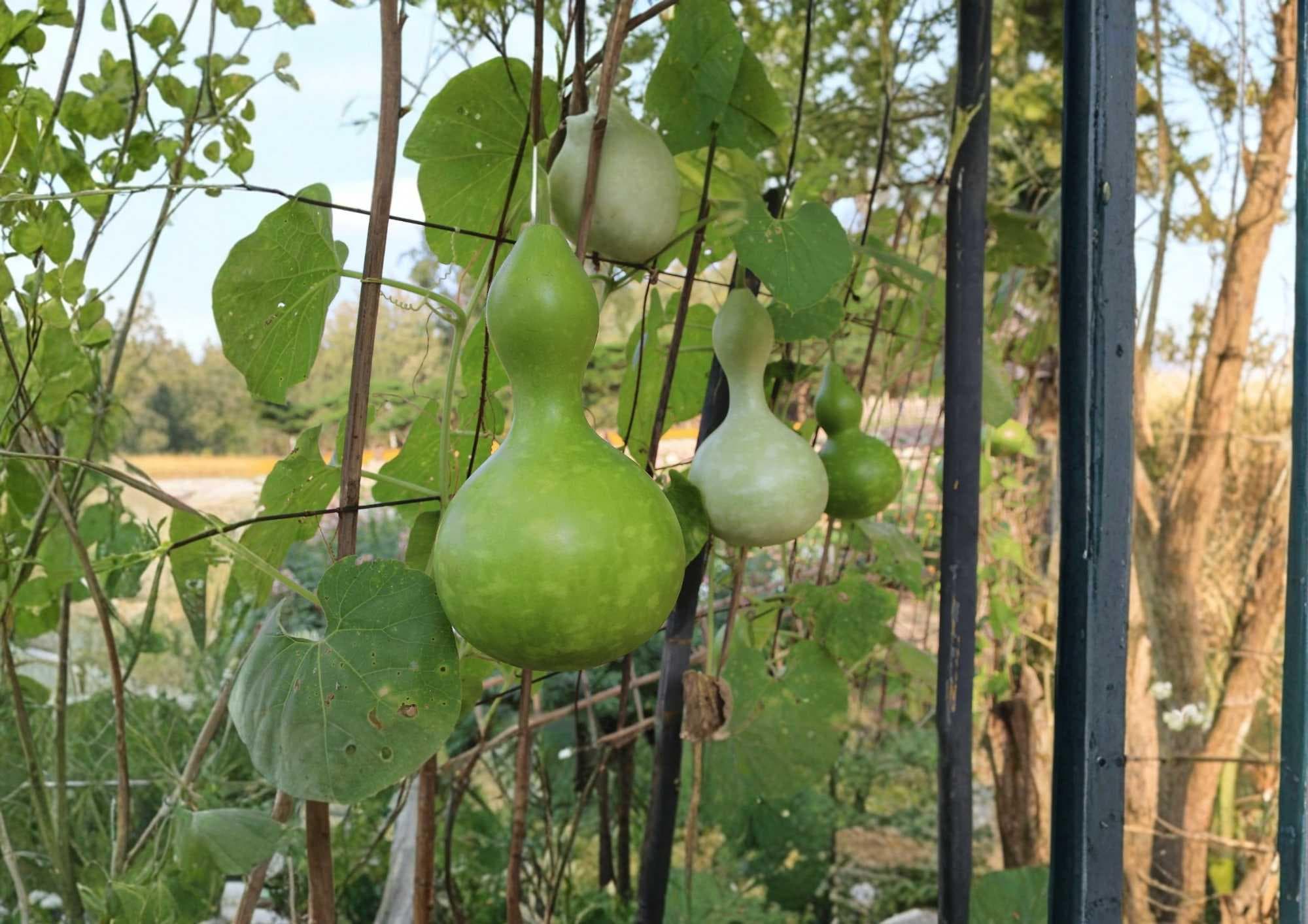 Purple Martin Birdhouse Gourd Seeds - Heirloom Large Hard-Shell Ornamental Garden Seeds for Crafting and Wildlife Habitat