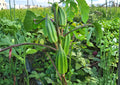 100+ Clemson Spineless Okra Seeds, Heirloom Non-GMO Vegetable Seeds for Garden Planting, Tender Green Pods