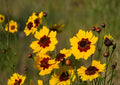 Gloriosa Daisy Seeds Heirloom Rare Flower Seeds for Garden Planting, Bright Golden Red Blooms, Pollinator Friendly, Ornamental Flower Seeds