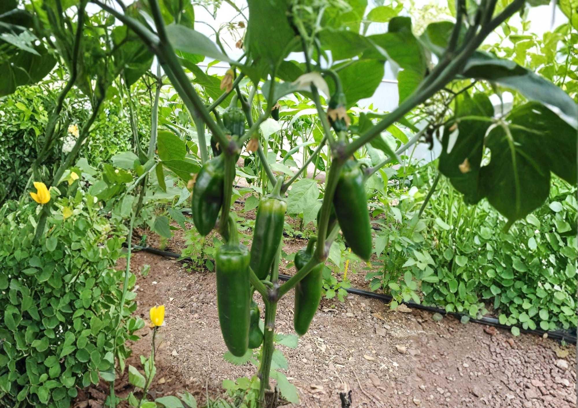100+ Early Jalapeno Pepper Seeds Heirloom Non-GMO Chili Seeds for Garden Planting, Spicy Green Red Peppers