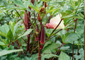 Heirloom Red Okra Seeds – 50+ Non-GMO Vegetable Seeds for Garden Planting, Deep Red Pods, High Yield, Texas Hill Country Variety