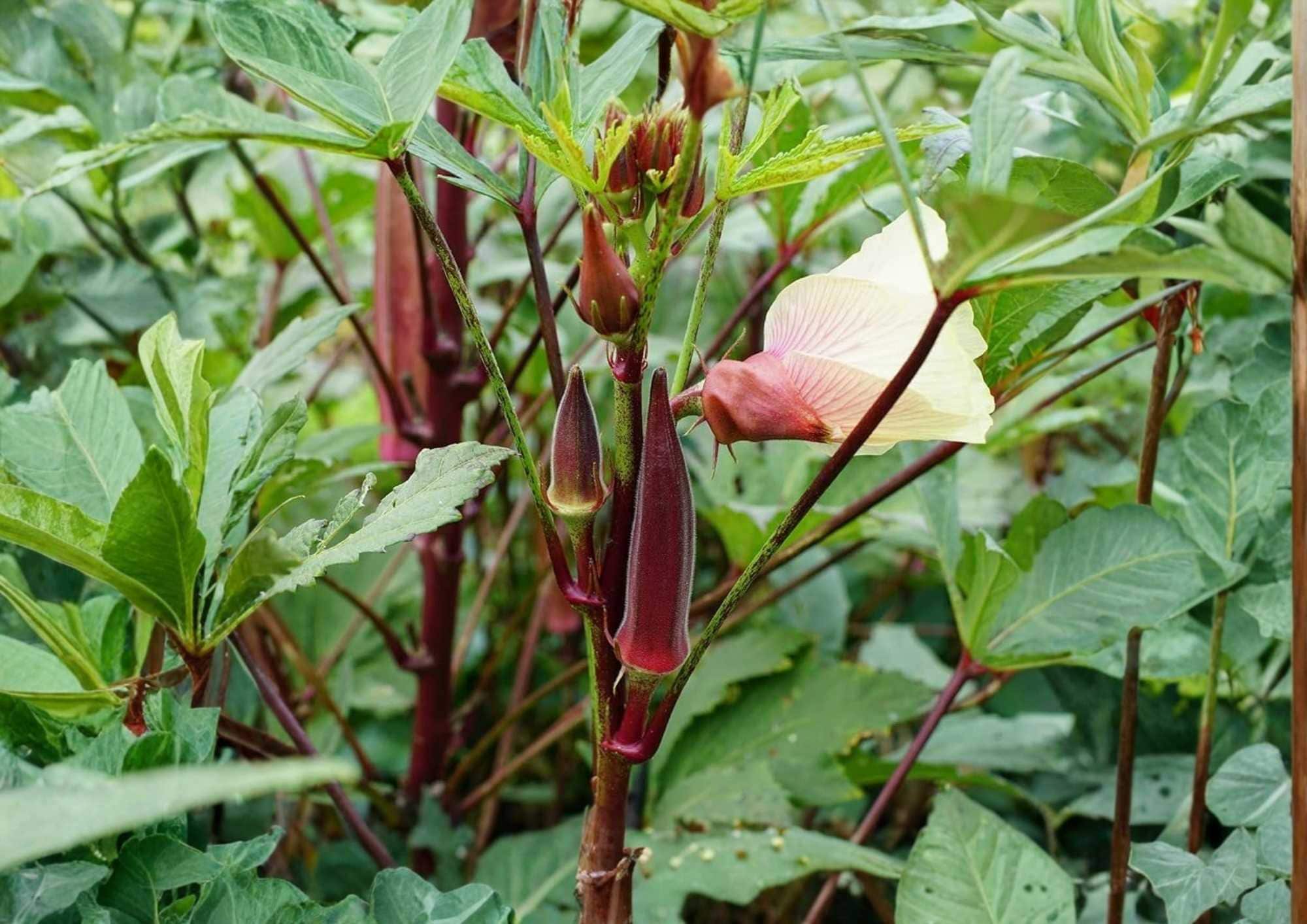 Heirloom Red Okra Seeds – 50+ Non-GMO Vegetable Seeds for Garden Planting, Deep Red Pods, High Yield, Texas Hill Country Variety