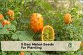 Gac Melon Seeds - 5 Pack, Tropical Climbing Vine, Momordica cochinchinensis, Spiny Fruit for Garden, Trellis, Patio