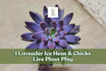 Lavender Ice Hens & Chicks Live Succulent Plant Plug | Sempervivum ‘Lavender Ice’ | Hardy Rosette Succulent for Rock Gardens & Containers