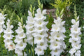 White Gladiolus Bulbs – Summer Blooming Flower Spikes – Gladiolus spp. for Garden Beds & Cut Flowers