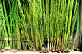 Horsetail Plant Cutting – Equisetum hyemale – Aquatic Water Garden Plant for Ponds & Damp Landscapes