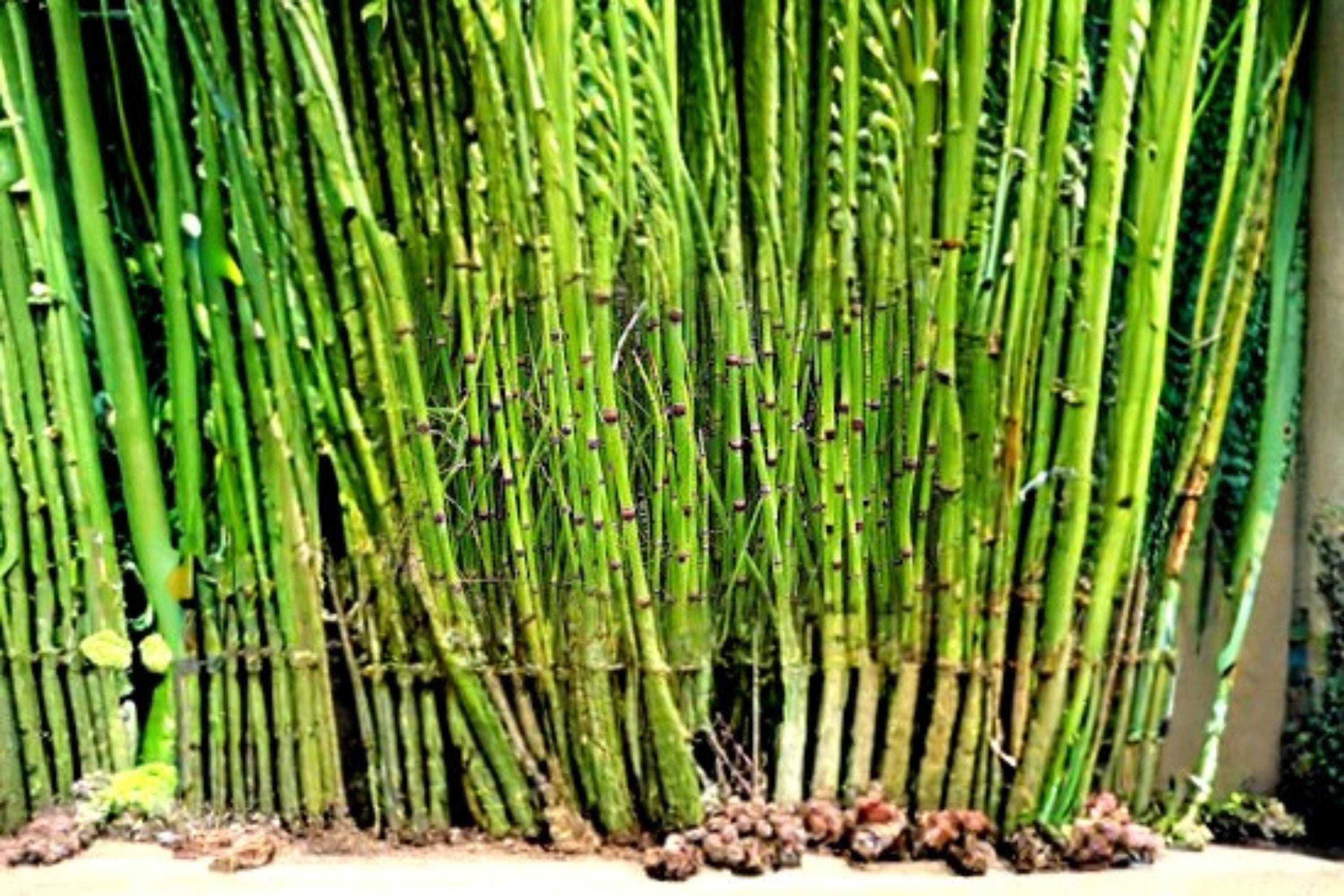 Horsetail Plant Cutting – Equisetum hyemale – Aquatic Water Garden Plant for Ponds & Damp Landscapes