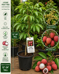 Lychee Live Fruit Tree 12–24 Inches Tall – Litchi chinensis – Tropical Edible Fruit Tree for Backyard Gardens