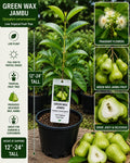 Green Wax Jambu Live Fruit Tree – Syzygium samarangense – Tropical Edible Landscape Plant – 12–24 Inches Tall