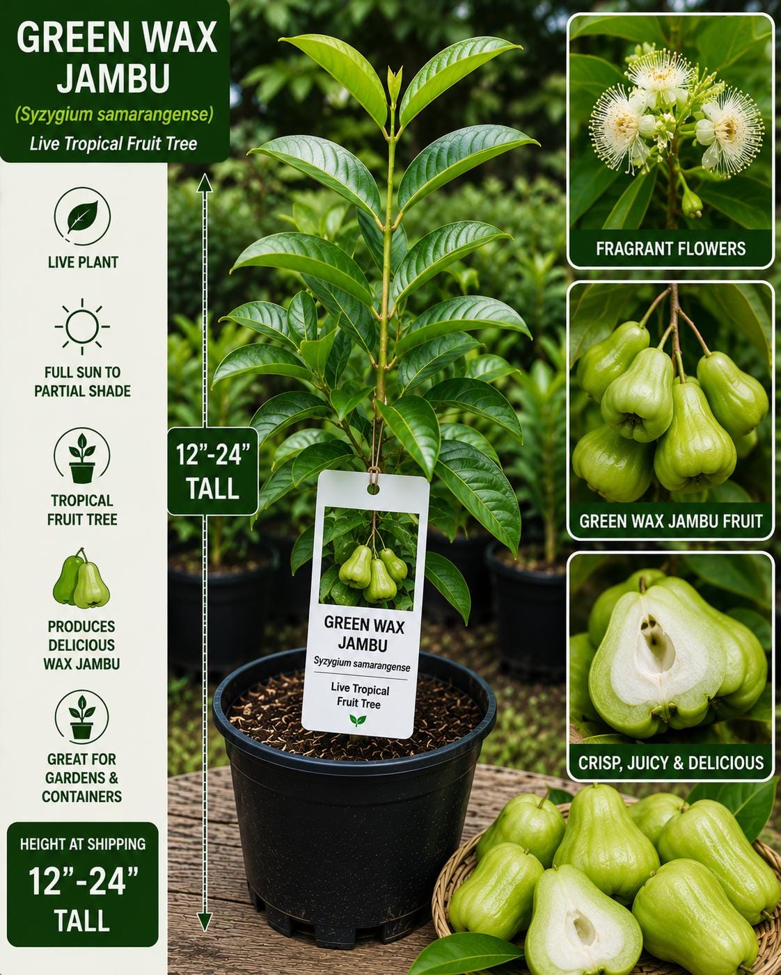 Green Wax Jambu Live Fruit Tree – Syzygium samarangense – Tropical Edible Landscape Plant – 12–24 Inches Tall