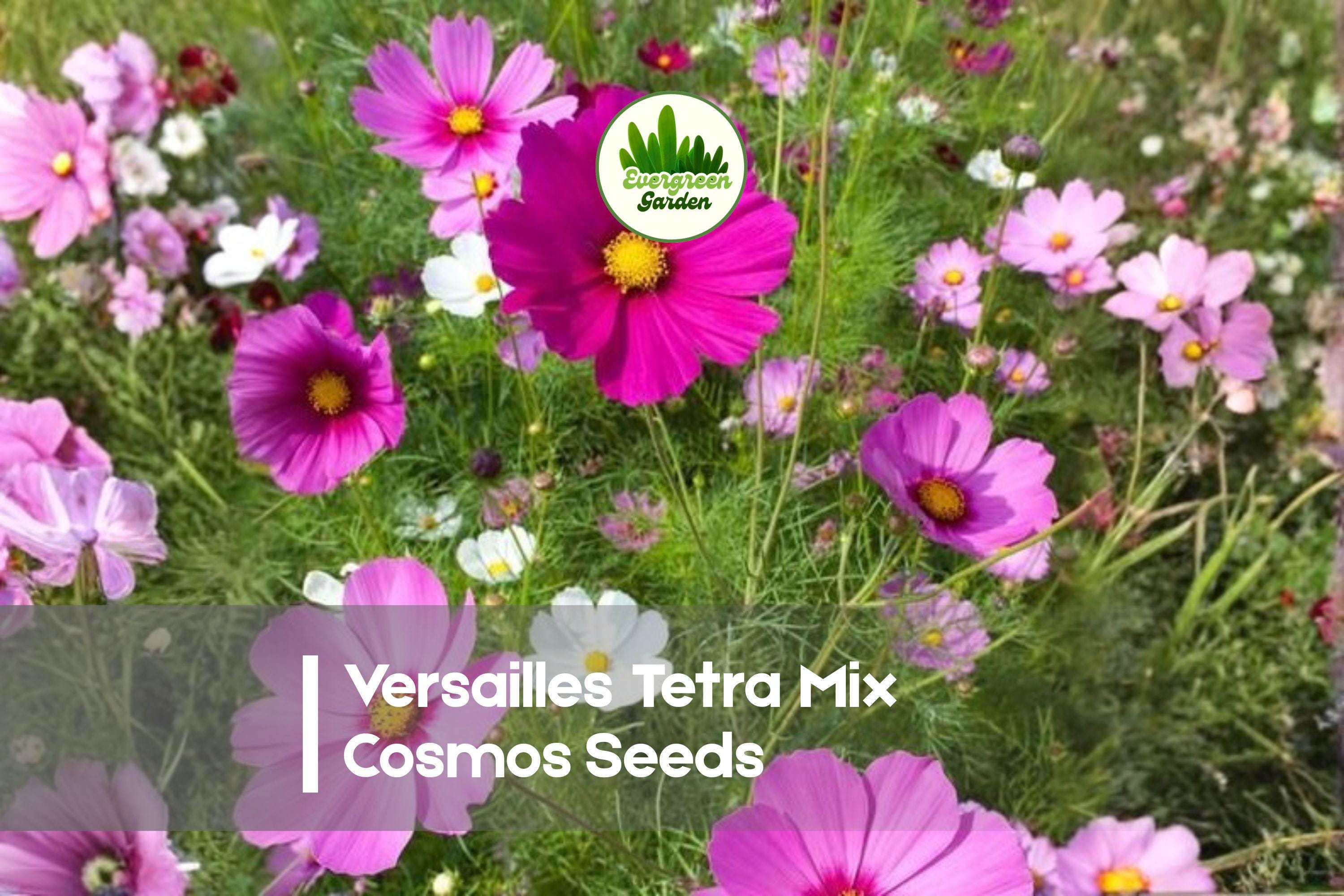 Versailles Tetra Mix Cosmos Seeds – 200 Bright Colorful Blooming Annuals for Borders, Beds & Cut Flowers – Cosmos bipinnatus