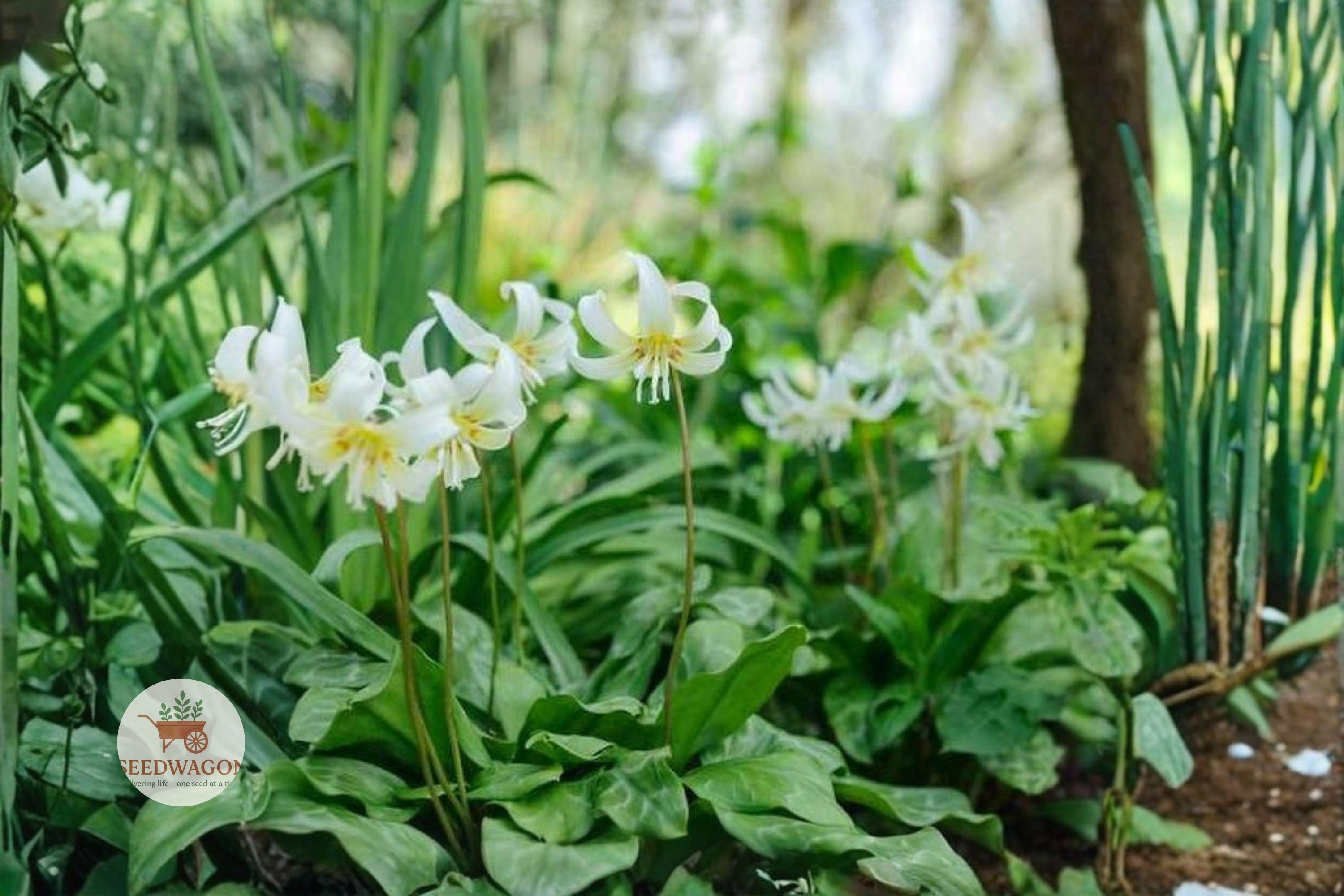 White Trout Lily Seeds – Erythronium albidum, Native Spring Ephemeral, Shade Garden Wildflower, Woodland Plant, Early Blooming
