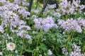 Virginia Waterleaf Seeds – Native Shade Wildflower, Hydrophyllum virginianum, Purple Blooms, Woodland Garden, Pollinator Attractant