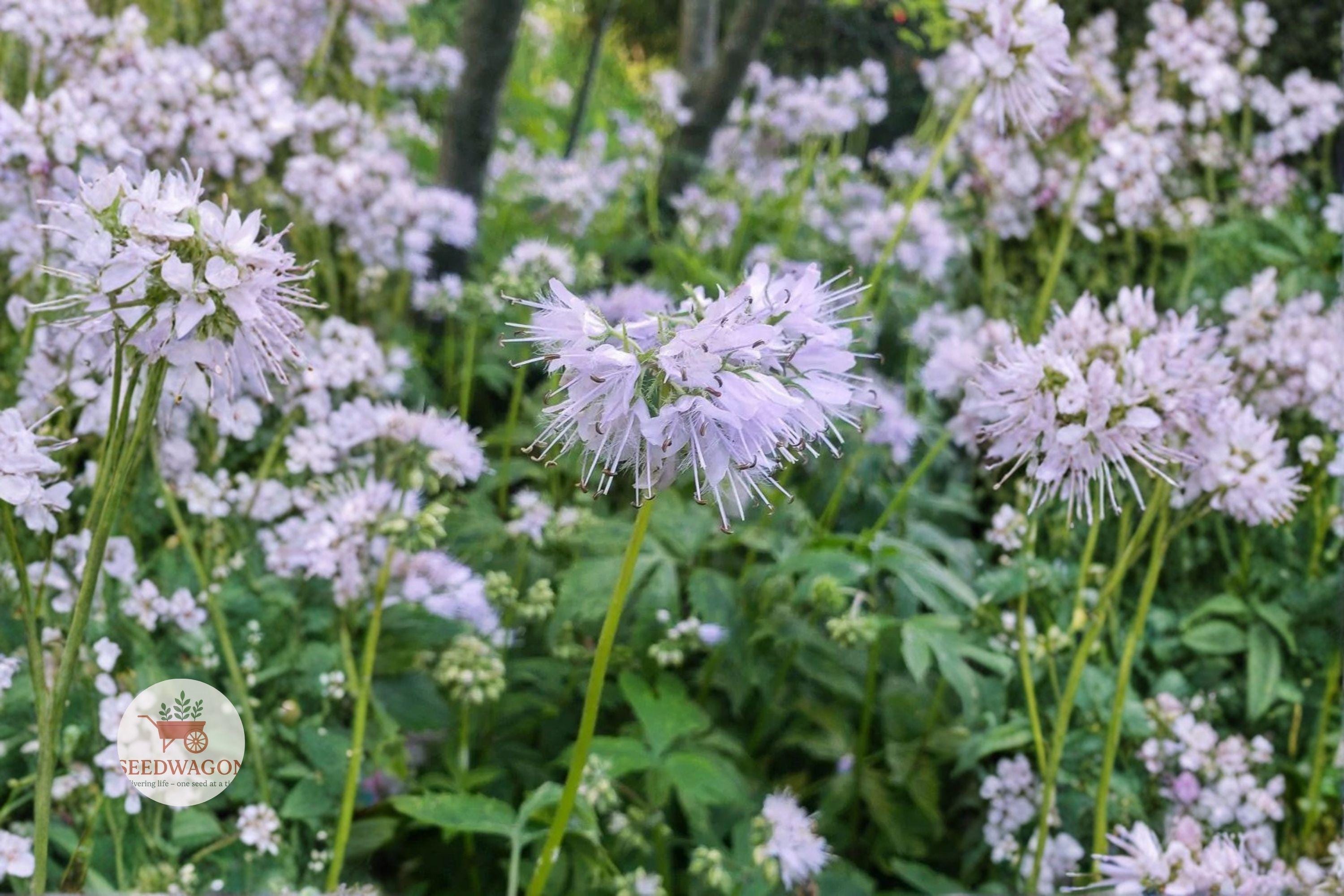 Virginia Waterleaf Seeds – Native Shade Wildflower, Hydrophyllum virginianum, Purple Blooms, Woodland Garden, Pollinator Attractant