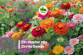 100 Zin Master Mix Zinnia Seeds | Bright Colorful Annual Flowers for Borders, Cut Flowers & Pollinator Gardens | Zinnia elegans