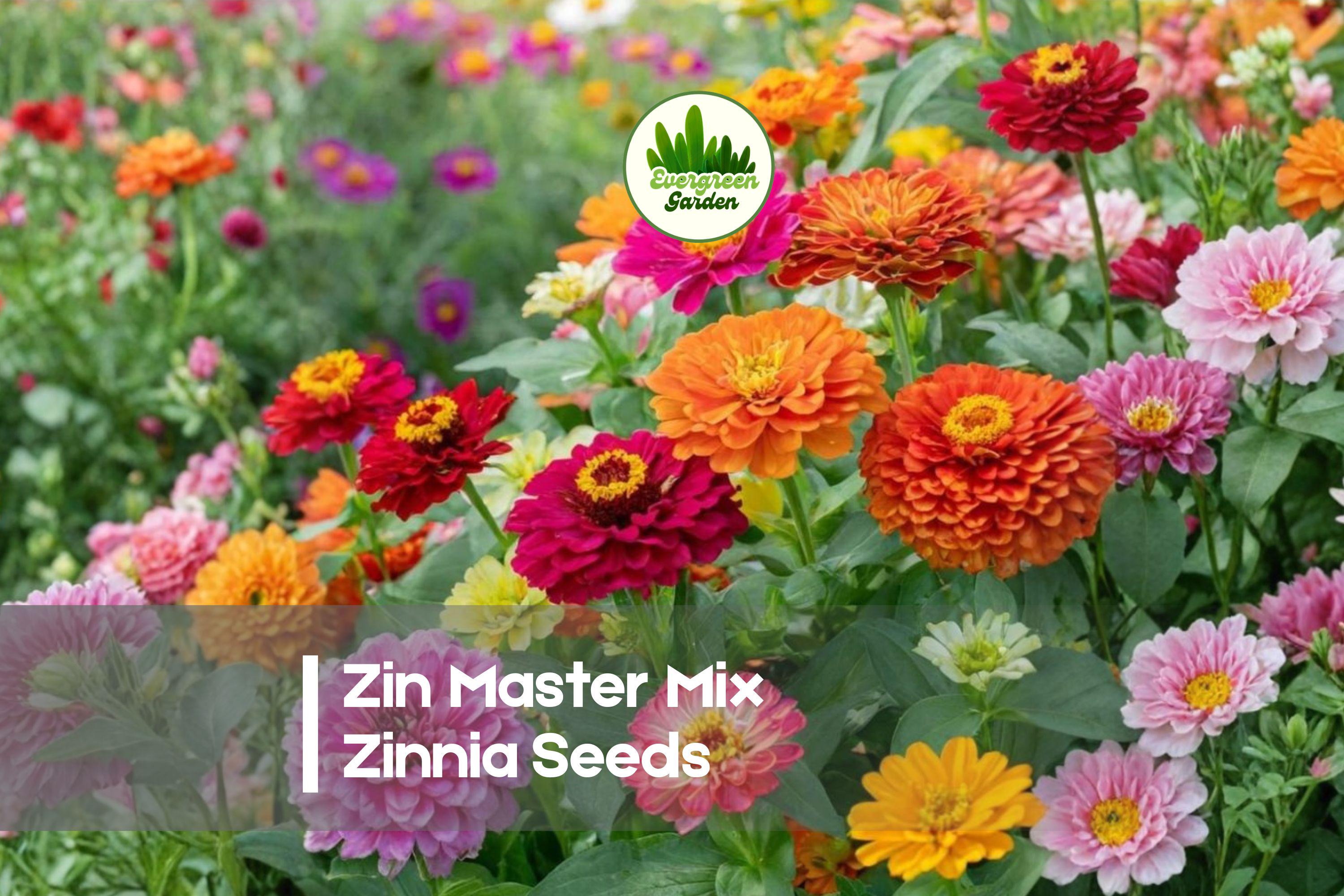 100 Zin Master Mix Zinnia Seeds | Bright Colorful Annual Flowers for Borders, Cut Flowers & Pollinator Gardens | Zinnia elegans