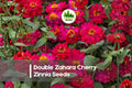 100 Double Zahara Cherry Zinnia Seeds, Zinnia marylandica, Bright Red, Compact Annual for Borders & Containers