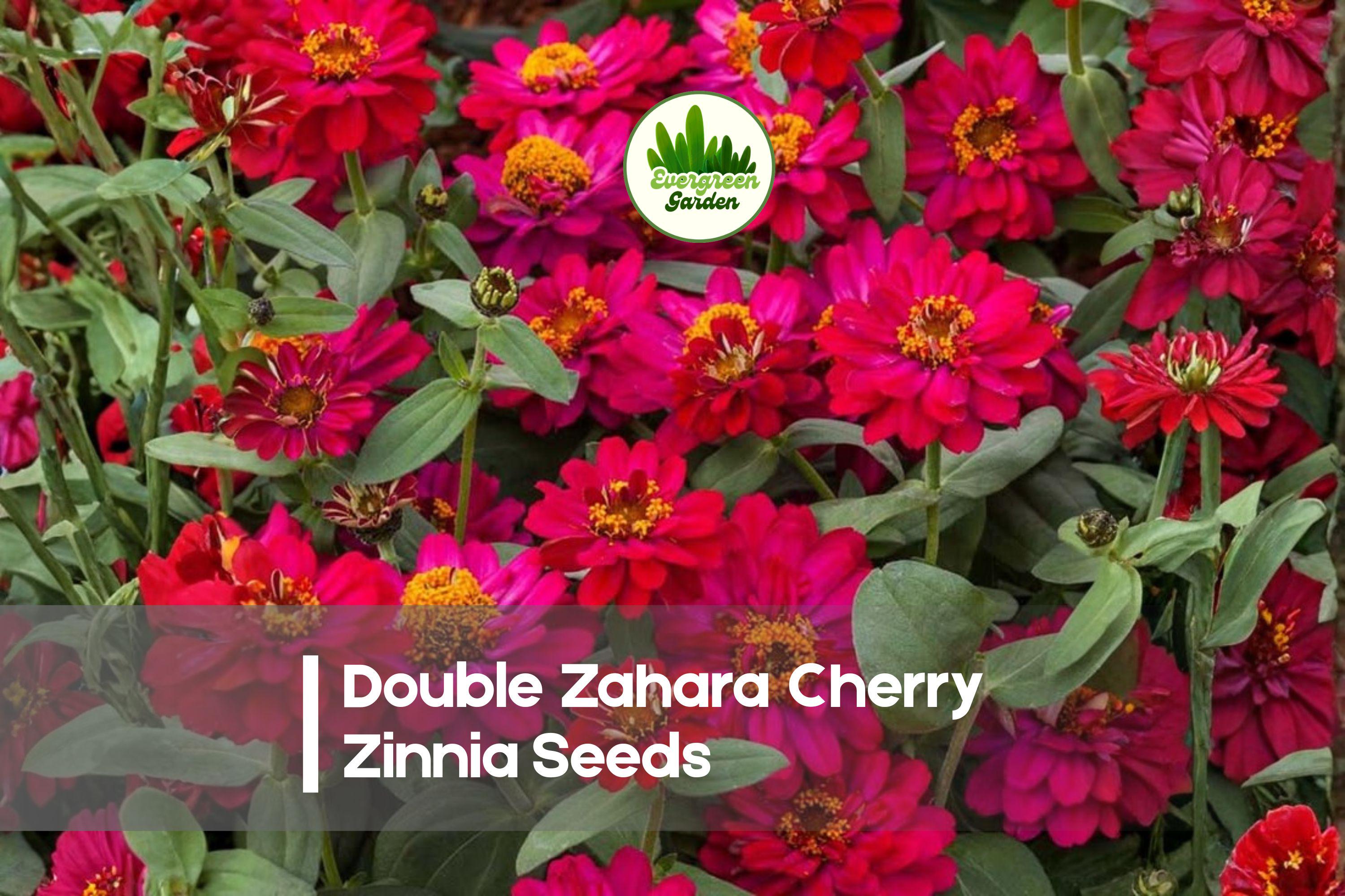 100 Double Zahara Cherry Zinnia Seeds, Zinnia marylandica, Bright Red, Compact Annual for Borders & Containers