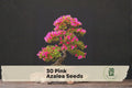 Pink Azalea Seeds - Rhododendron occidentale Flowering Shrubs for Garden, Landscaping & Bonsai Training