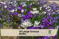 10 Large Crocus Bulbs - Blue and Purple Crocus spp. for Early Spring Blooming Garden Flowers, Perfect for Borders & Naturalizing