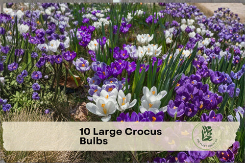 10 Large Crocus Bulbs - Blue and Purple Crocus spp. for Early Spring Blooming Garden Flowers, Perfect for Borders & Naturalizing