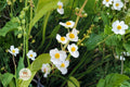 Common Arrowhead Seeds, Sagittaria latifolia, Native Aquatic Plant for Ponds, Wetlands & Bog Gardens, 100 Seeds