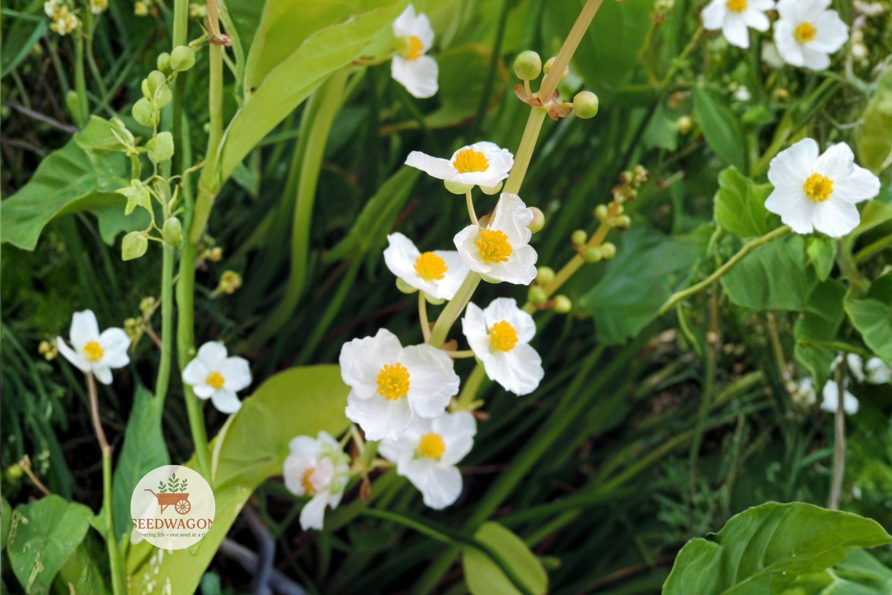 Common Arrowhead Seeds, Sagittaria latifolia, Native Aquatic Plant for Ponds, Wetlands & Bog Gardens, 100 Seeds