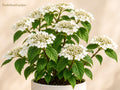 Japanese Snowball Viburnum plicatum Bare Root Shrub 12-24in Flowering Spring Garden Landscape