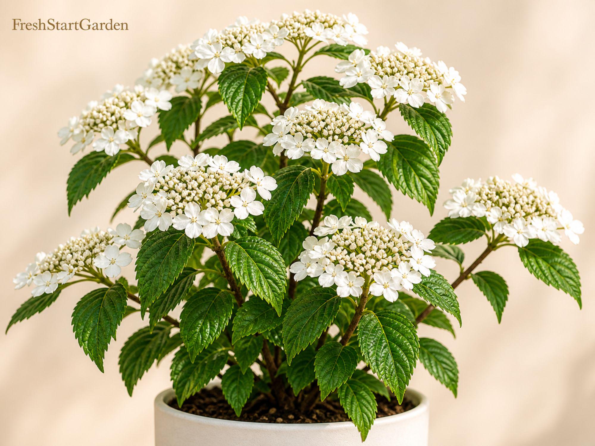 Japanese Snowball Viburnum plicatum Bare Root Shrub 12-24in Flowering Spring Garden Landscape