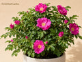 Rugosa Rose Bush Seedlings – Fragrant Pink Flowers – Hardy Perennial Shrub – Rosa rugosa for Hedges & Cottage Gardens